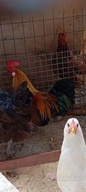 Anatre, Oche e Galline