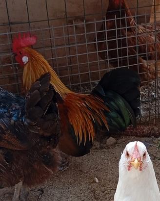 Anatre, Oche e Galline