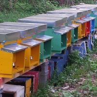 Arnie da 12 telaini con  melari