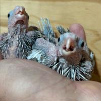 Pappagalli Calopsite