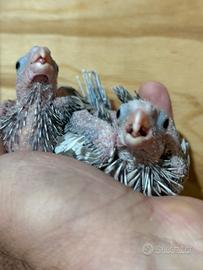 Pappagalli Calopsite