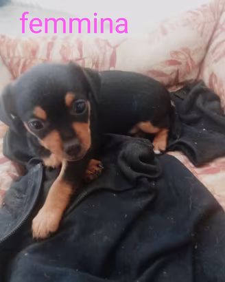  cuccioli di chihuahua incrocio picher
