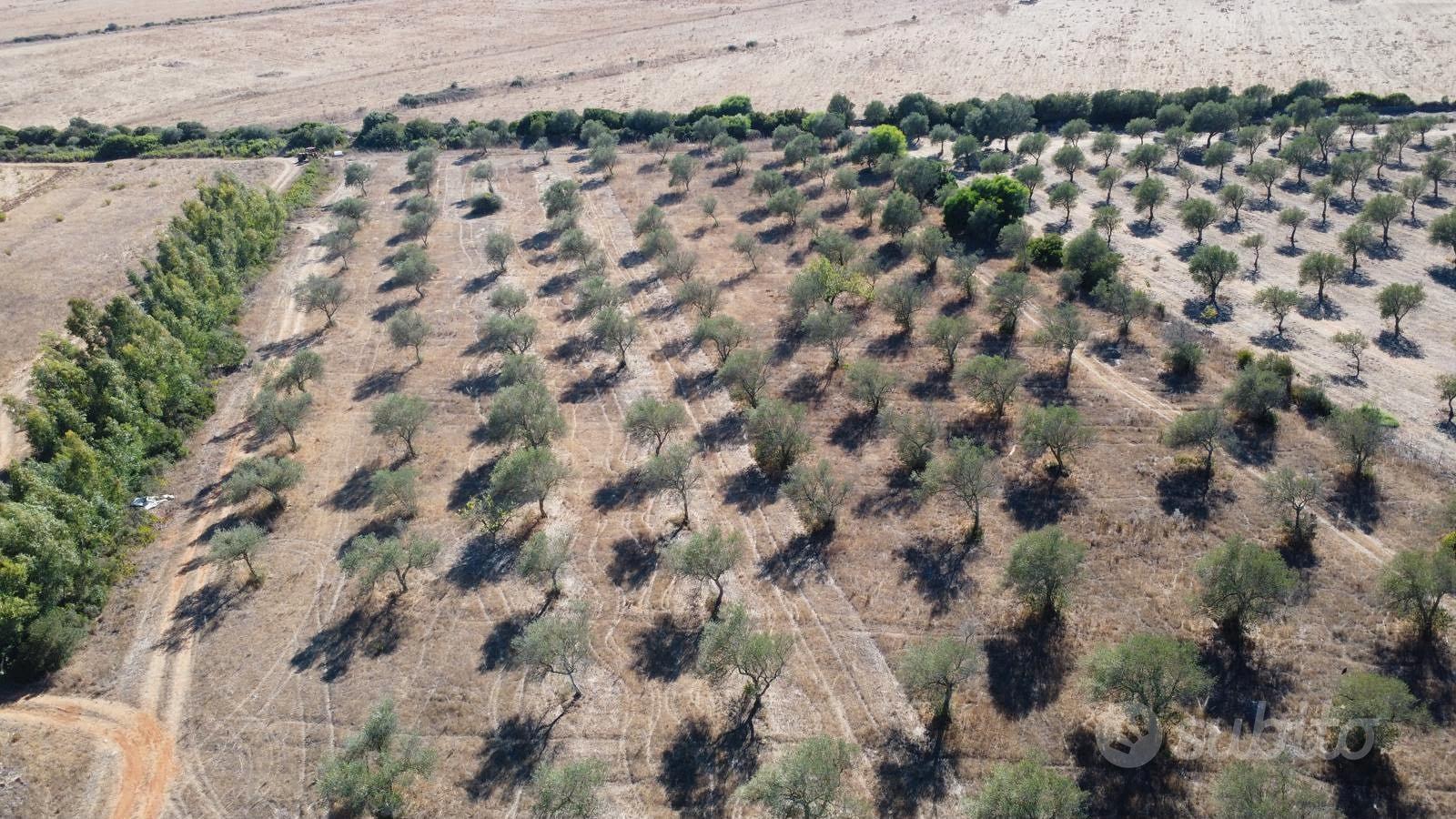 Terreno agricolo con uliveto - agro di sassari - Vista 5