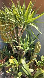 Tronchetto della felicità