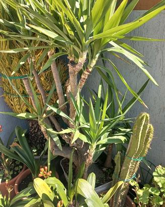 Tronchetto della felicità