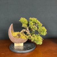 Bonsai di Juniperus Chinensis Itoigawa – Ginepro
