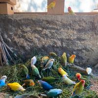 Inseparabili roseicollins