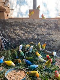 Inseparabili roseicollins