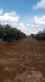 TERRENO AGRICOLO DI 1,38 ETTARI CON ULIVI GIOVANI