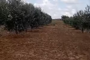 TERRENO AGRICOLO DI 1,38 ETTARI CON ULIVI GIOVANI