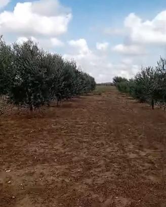 TERRENO AGRICOLO DI 1,38 ETTARI CON ULIVI GIOVANI