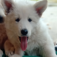 Pastore svizzero bianco cuccioli