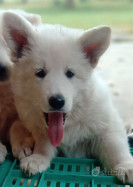 Pastore svizzero bianco cuccioli