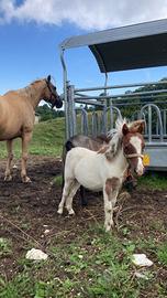Mini pony