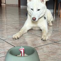 Usky per accoppiamento con pedigree Enci