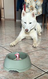 Usky per accoppiamento con pedigree Enci