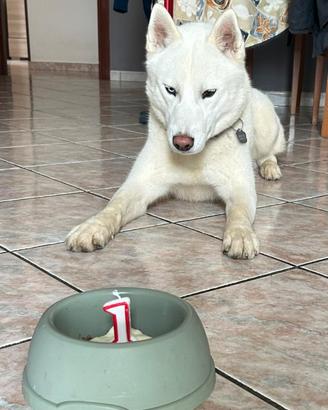 Usky per accoppiamento con pedigree Enci