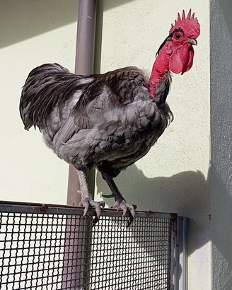 Collo Nudo