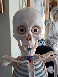 Scheletro anatomico DeAgostini 