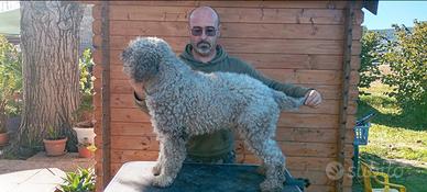 Lagotto romagnolo stallone