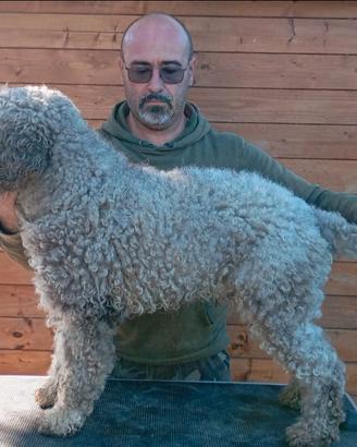 Lagotto romagnolo stallone