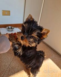 Yorkshire taglia piccola