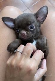 Bimba cioccolato