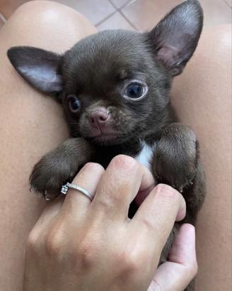 Bimba cioccolato