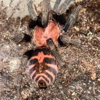 Migali/Scorpioni/Uropigy