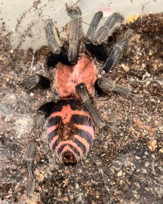 Migali/Scorpioni/Uropigy