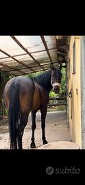 Cavalla