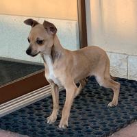 Cucciolo di Pinscher