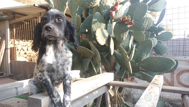 Cuccioli di Setter inglese