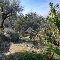 TER. RESIDENZIALE A POGGIO CATINO