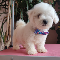 Cani Cuccioli Dog Taglia PICCOLA e MEDIA Pedigree