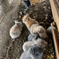 Coniglio nano testa di leone