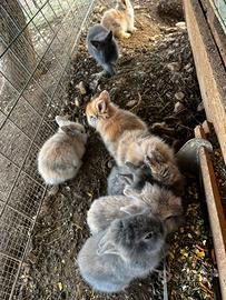 Coniglio nano testa di leone