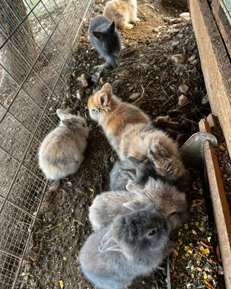 Coniglio nano testa di leone