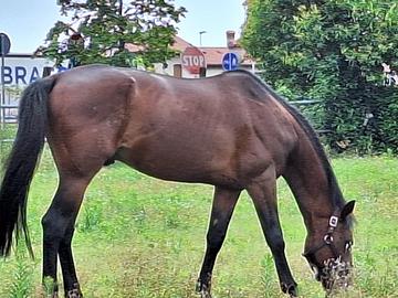 Cavallo Trotter Baio