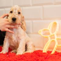 Vendita cuccioli di cocker spaniel inglese