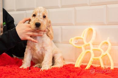 Vendita cuccioli di cocker spaniel inglese