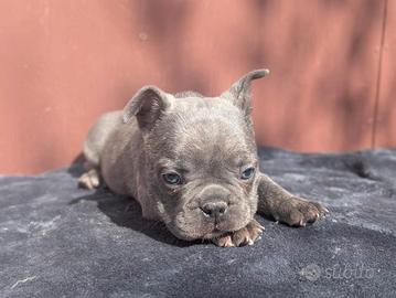 Bulldog francesi Merle maschi