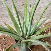 Pianta Aloe