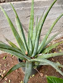 Pianta Aloe