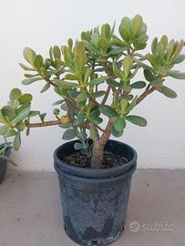 CRASSULA