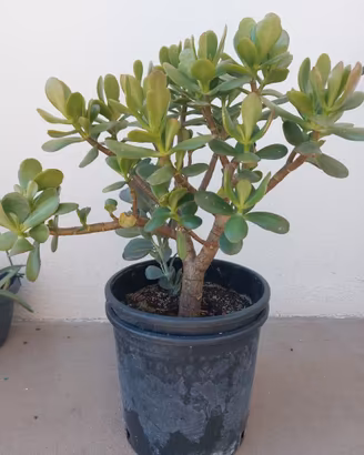 CRASSULA