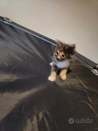 Cucciolo di Maine Coon