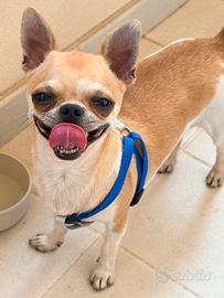 Chihuahua