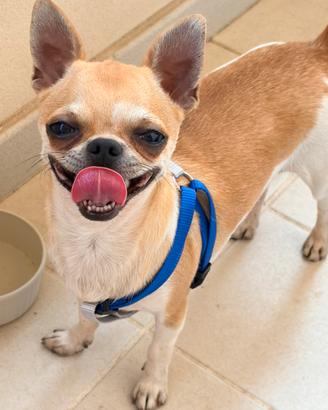 Chihuahua