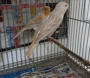 Canarini agata opale e satiné
